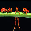 Brave Acrobat Frogs Slide Puzzle