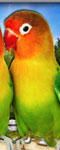 play Love Pair Parrot Puzzle
