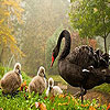 play Black Duck'S Family Puzzle
