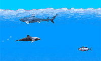 play Dolphin Swimming