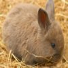 play Cute Bunny Jigsaw