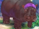 play Hungry Hippo