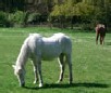 play Horse Jigsaw Puzzle 1
