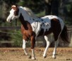 play Pinto Horse Jigsaw Puzzle