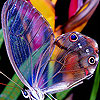 play Cute Colorful Butterfly Puzzle