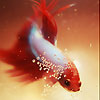 play Red Spotted Fish Slide Puzzle