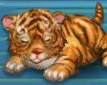 play My Baby Tiger