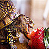 play Strawberry And Turtle Slide Puzzle