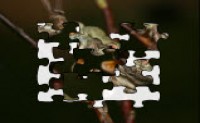 Frog Puzzle 2