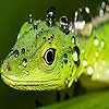 play Green Lizard Puzzle