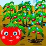 play Uncover Tomato