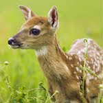 play Hidden Animals - Baby Deer