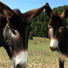 play Donkeys From Teruel Aragon