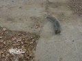 Drunken Squirrel