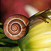 play Snail And Flower Slide Puzzle