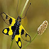 play Yellow Spotted Butterfly Puzzle
