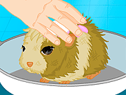 play Guinea Pig Needs Owner