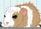 play Guinea Pig Needs Owner