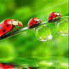 play Cute Red Ladybirds Slide Puzzle