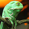 play Tropical Frog Slide Puzzle
