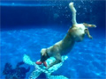 play Wonder Dog Dives For 2 Frisbees Video Free Download, Online Free Funny Clips
