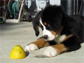 play Puppy Vs Lemon Video Free Download, Online Free Funny Clips
