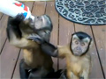 play Monkeys Love Whipped Cream Video Free Download, Online Free Funny Clips
