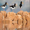 play Birds On The Rock Slide Puzzle