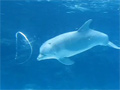 Dolphin Play Bubble Rings Video Free Download, Online Free Funny Clips