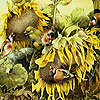 play Birds And Sunflowers Slide Puzzle