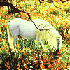 play Horse In The Flower Garden Puzzle