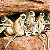 play Shy Monkeys Slide Puzzle