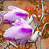 play Pink Finned Birds Slide Puzzle