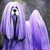 play Purple Haired Dog Slide Puzzle