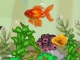 play Shining Gold Fish