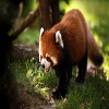 play Red Panda Slide Puzzle