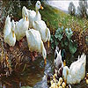 play Duck Family In The Lake Puzzle