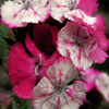 play Jigsaw: Pink And White Flowers