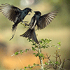 play Two Birds Jigsaw Puzzle