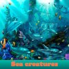 play Sea ​​Creatures. Find Objects