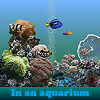 play In An Aquarium