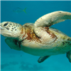 play Sea Turtle Jigsaw