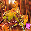 play Red Forest Birds Slide Puzzle