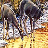 play Lovely Deers In The River Puzzle