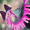 play Butterflies And Blossom Slide Puzzle