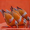play Doves At Water Basin Slide Puzzle