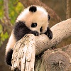 play Cute Little Panda