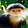 play Elderly Monkey Slide Puzzle