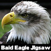 play Bald Eagle Jigsaw