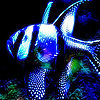 play Blue Spotted Sea Fish Puzzle